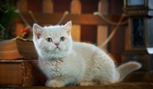 Кремовый окрас британских кошек, бежевый, персиковый. Бежевые британцы фото. Британские котята кремовые фото. Британские котята кремового окраса. Британец персикового цвета фото. Бежеаве британцы  